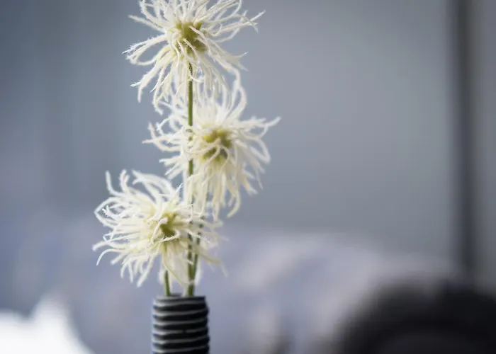 Elysium * Temešvár